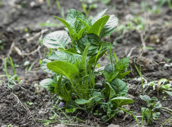 Ekologisk unga potatis växtodling i köksträdgården — Stockfoto