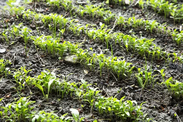 Organic parsley seedling rows growing in the garden — Stock Photo, Image