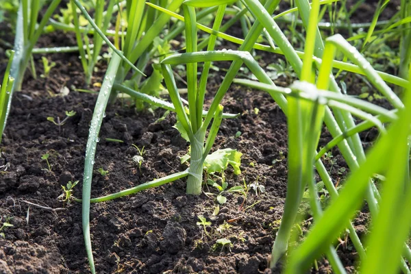 Ekologiska gröna lök växer i köksträdgården — Stockfoto
