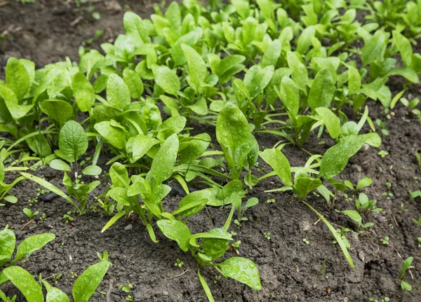 Organic spinach seedling rows growing in the vegetable garden — Stock Photo, Image