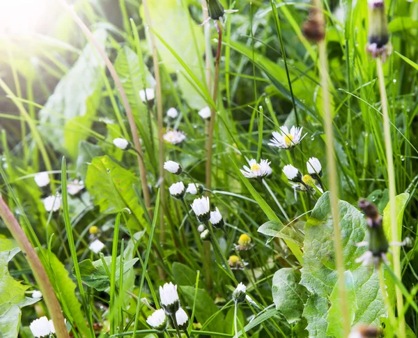 Camomilas flores na grama verde — Fotografia de Stock
