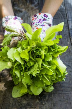 Bahçeden taze aldı organik yeşil salata