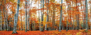 sonbahar orman manzarası