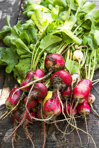 Fresh organic radishes — Stock Photo, Image