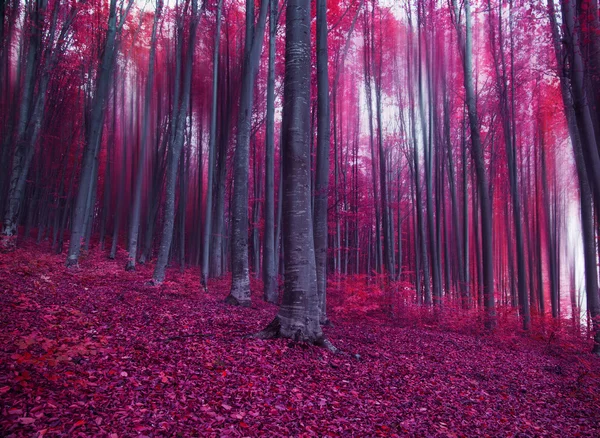 Fantasia mistica foresta rosa — Foto Stock