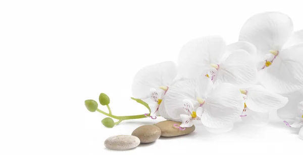 Spa orquídea branca com pedras de massagem — Fotografia de Stock