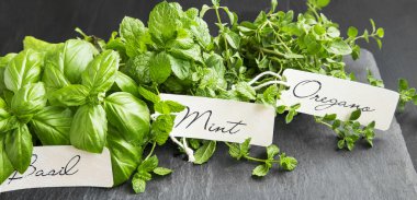 Aromatik otlar grup, fesleğen, nane ve kekik etiketleri