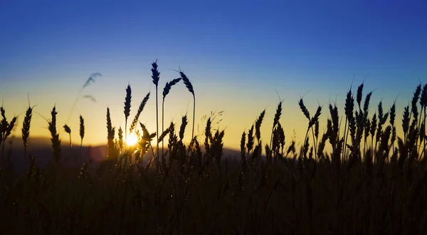 Силуэты пшеницы на закате — стоковое фото