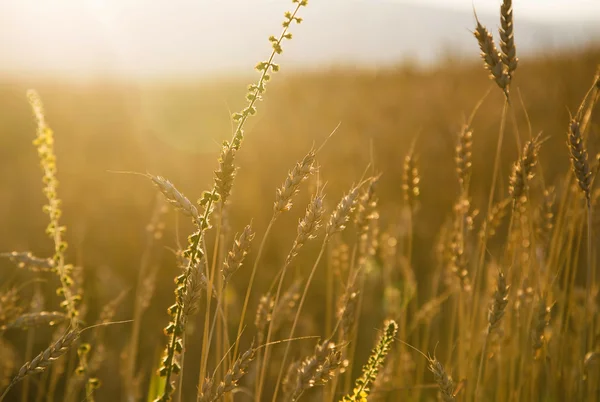 Campo di grano naturale sotto la luce calda del sole — Foto Stock