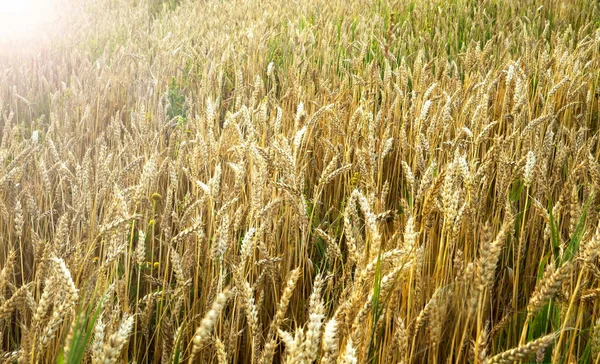 Campo di grano estivo alla luce del sole — Foto Stock
