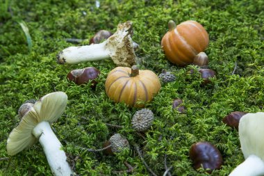 Mantar, kabak, meşe palamutları, yosun kestane süslemeleri