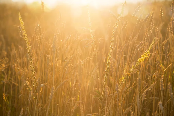 Campo di grano dorato — Foto Stock