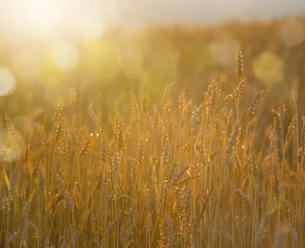 Goldenes Weizenfeld mit Lichtern — Stockfoto