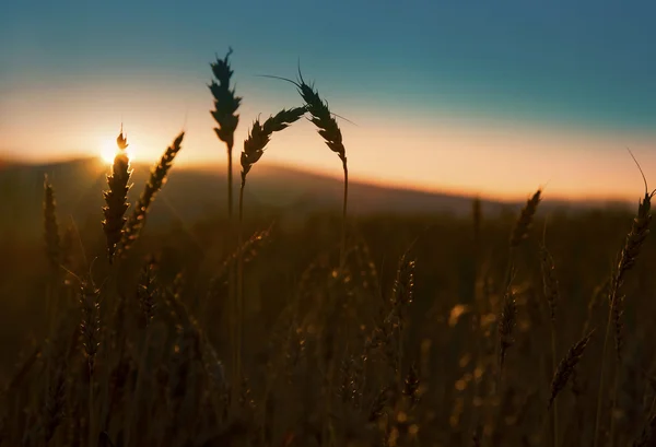 Buğday siluetleri günbatımı ışık kulakları — Stok fotoğraf