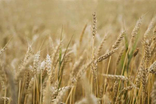 Golden wheat field — Stock Photo, Image