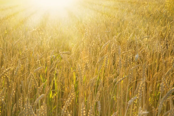 Goldenes Weizenfeld — Stockfoto