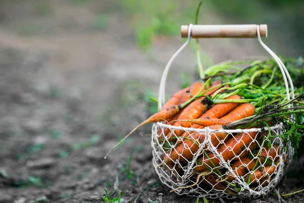 Cesta Con Zanahorias Orgánicas Frescas Recién Cosechadas Del Jardín — Foto de Stock