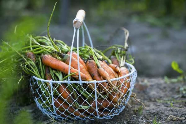 Cesta Con Zanahorias Orgánicas Frescas Recién Cosechadas Del Jardín — Foto de Stock