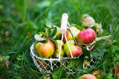 Bahçedeki ya da bahçedeki sepetteki taze organik elmalar, biyo taze olgun meyveler.