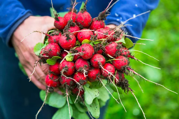 Organik Turp Sebzesi Taze Hasat Edilmiş Turplarla Çiftçi Elleri — Stok fotoğraf