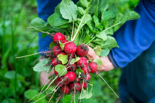 Органические Овощи Редиса Руки Фермера Свежесобранной Редиской Стоковое Фото