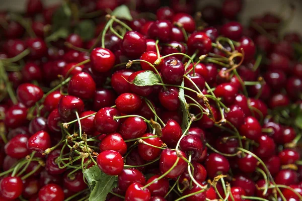 Kirsche Bio Beeren Ernten Frische Kirschen Für Marmelade Saft Smoothie — Stockfoto