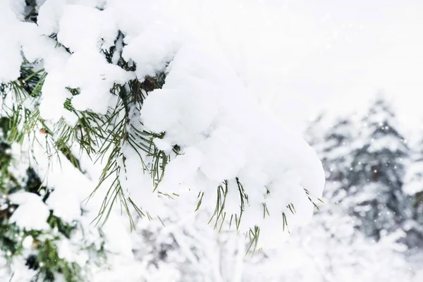 Abeto cubierto de nieve — Foto de Stock