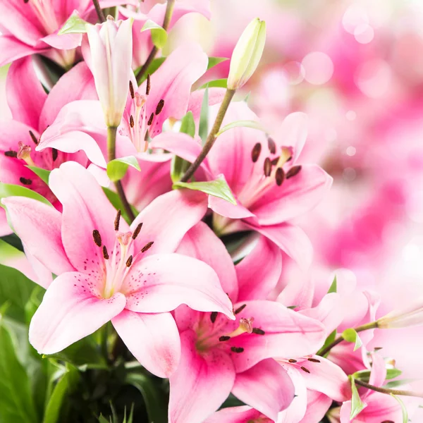 Pink Lilies — Stock Photo, Image