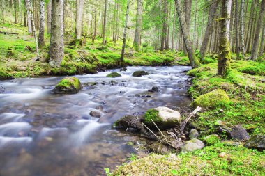 Akan nehir ile bahar orman peyzaj