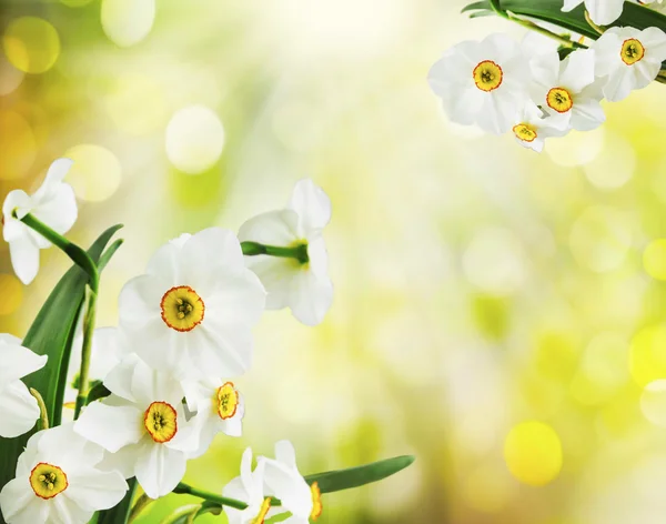 Witte narcissen — Stockfoto