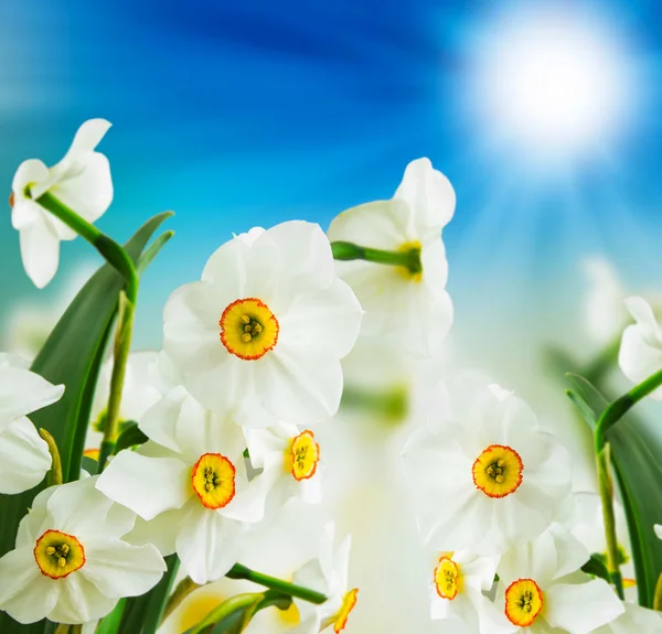 Witte narcissen — Stockfoto