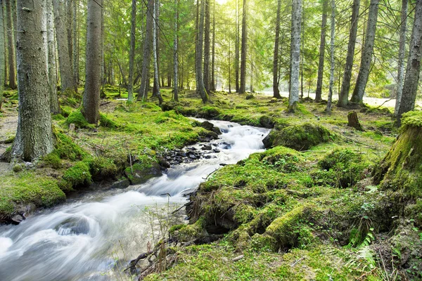 De rivier die stroomt in de boslandschap — Stockfoto