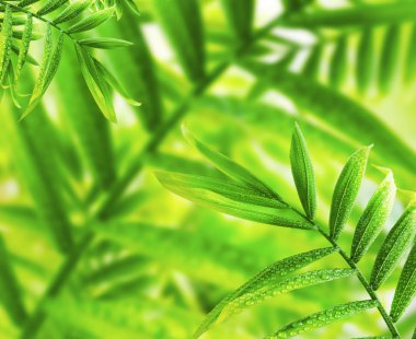 Yağmur damlaları ile taze yeşil yaprakları