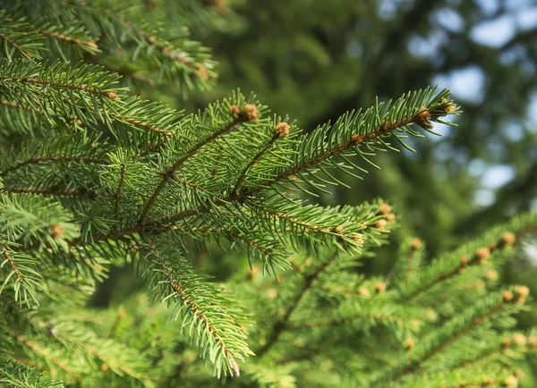 Fir Tree Branch — Stock Photo, Image