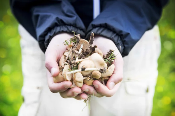 Mains d'enfant tenant des champignons comestibles — Photo