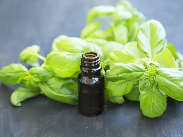 Aceite esencial de albahaca en una botella con hojas de hierba de albahaca — Foto de Stock