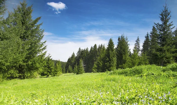 Bosque y naturaleza Vegetación Paisaje — Foto de Stock