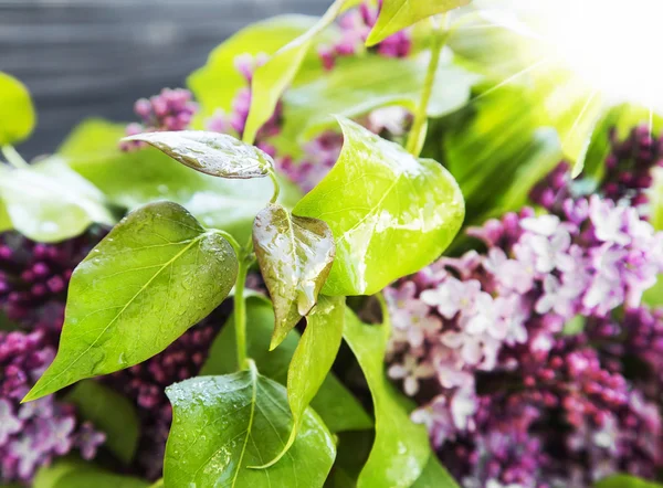 Feuilles de lilas aux rayons du soleil — Photo