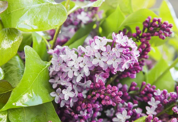 Lilac.Purple Spring Flower — Stock Photo, Image