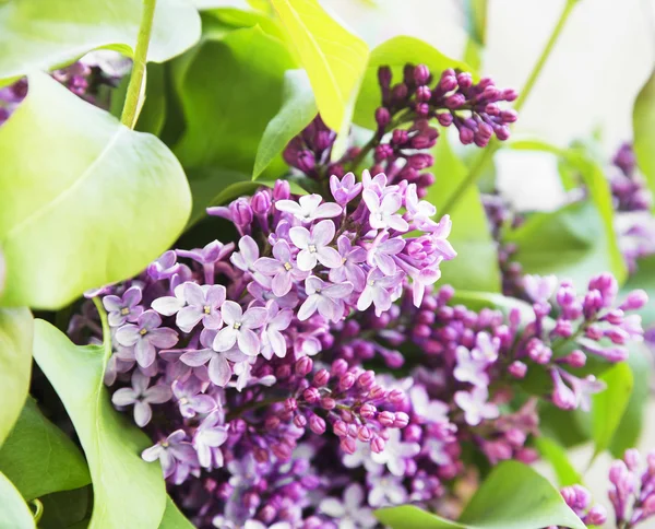 Lilac.Purple Spring Flower — Stock Photo, Image