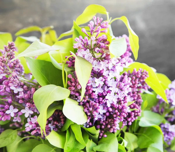 Lilac.Purple Spring Flower — Stock Photo, Image