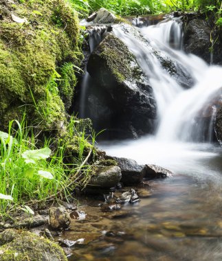 Yeşil bitki örtüsü ile ormanda vahşi Creek şelale