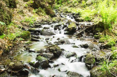 Vahşi Creek ormandaki akan Cree ile vahşi doğal ortamda