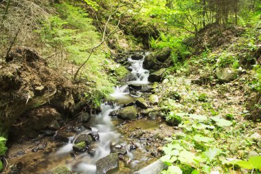 Vahşi Creek ormandaki akan Cree ile vahşi doğal ortamda