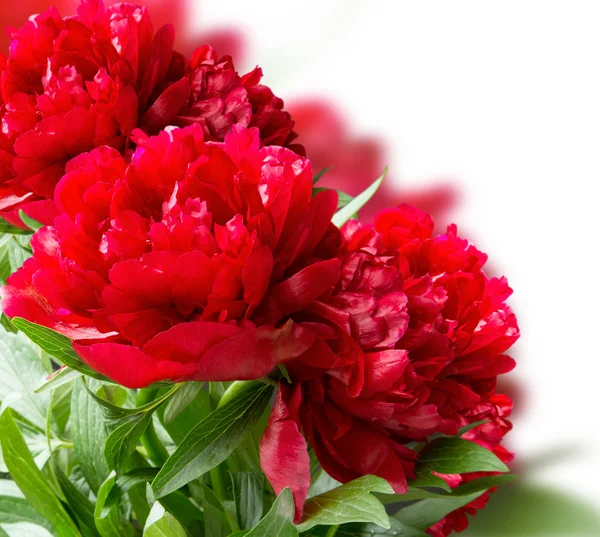 Red Peonies Beautiful Flowers Isolated on White Background — Stock Photo, Image