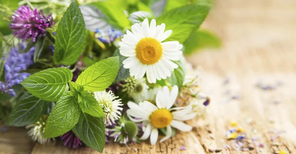 Healing Herbs — Stock Photo, Image