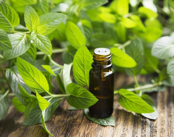 Huile essentielle de menthe naturelle dans une petite bouteille en verre — Photo