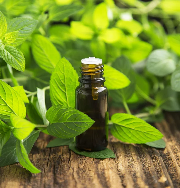 Huile essentielle de menthe naturelle dans une petite bouteille en verre — Photo