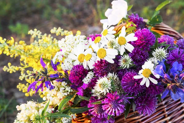 Summer Wild Flowers — Stock Photo, Image