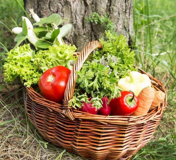 Bio Verduras y Hierbas Verdes Cesta Recién Recogida del Ga — Foto de Stock